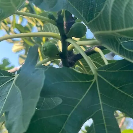 Marbury Heights Skopelos Town Pool Secluded & Stunning Karya