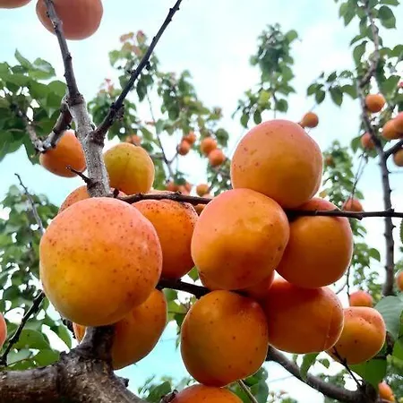 Marbury Heights Skopelos Town Pool Secluded & Stunning 빌라 Karya