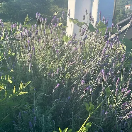 Marbury Heights Skopelos Town Pool Secluded & Stunning
