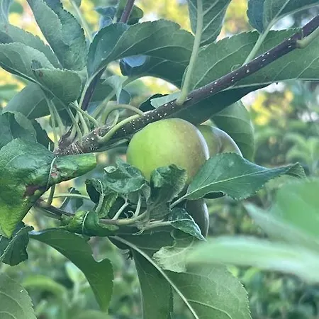 Marbury Heights Skopelos Town Pool Secluded & Stunning