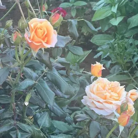 Marbury Heights Skopelos Town Pool Secluded & Stunning 빌라 *