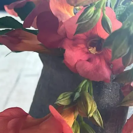 Marbury Heights Skopelos Town Pool Secluded & Stunning 빌라 Karya