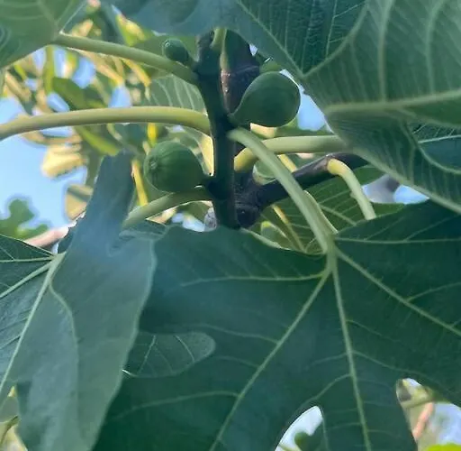 Marbury Heights Skopelos Town Pool Secluded & Stunning Karya