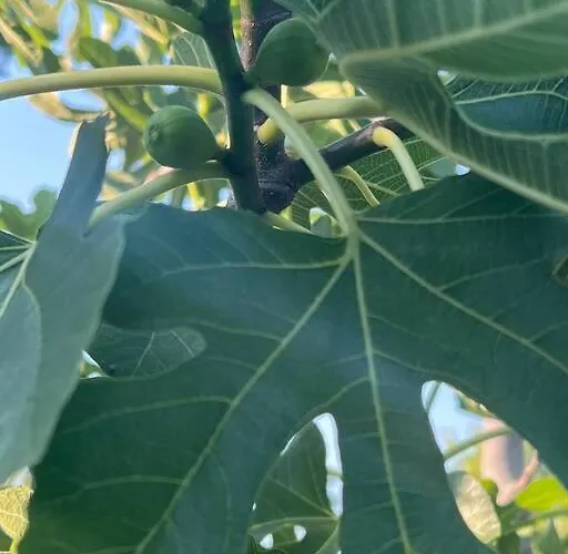Marbury Heights Skopelos Town Pool Secluded & Stunning
