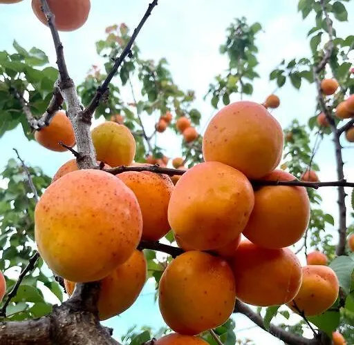 Marbury Heights Skopelos Town Pool Secluded & Stunning Vila Karya