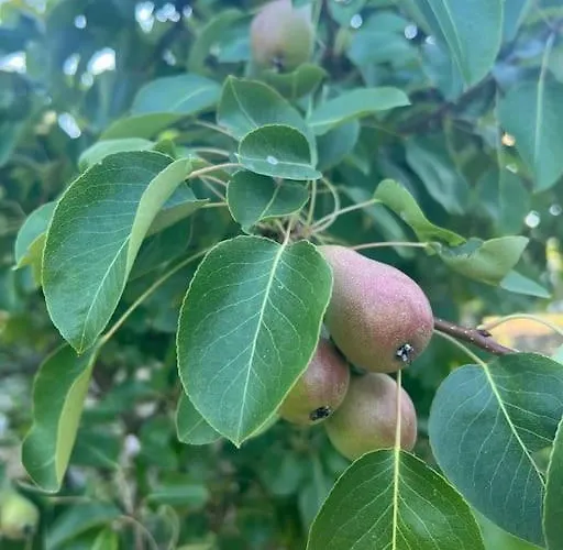 Marbury Heights Skopelos Town Pool Secluded & Stunning Karya