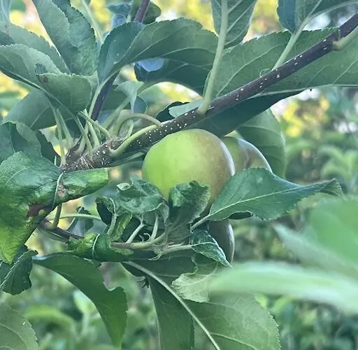 Marbury Heights Skopelos Town Pool Secluded & Stunning